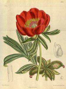 Bazsarózsa - Paeonia officinalis L.