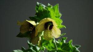 Beléndek - Hyoscyamus niger