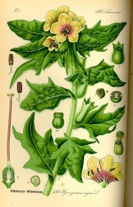 Hendane - Hyoscyamus niger