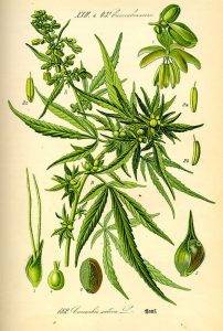 Kender - Cannabis sativa