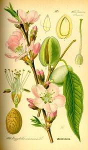 Mandulafa - Amygdalus communis
