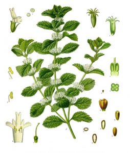 Medicinal pemethrum - Marrubium vulgare