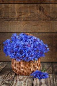 Centaurea cyanus