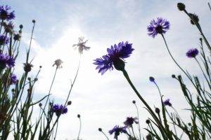 Centaurea cyanus