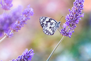 Lavandula officinalis
