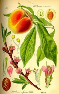 Őszibarackfa - Persica vulgaris Mill.
